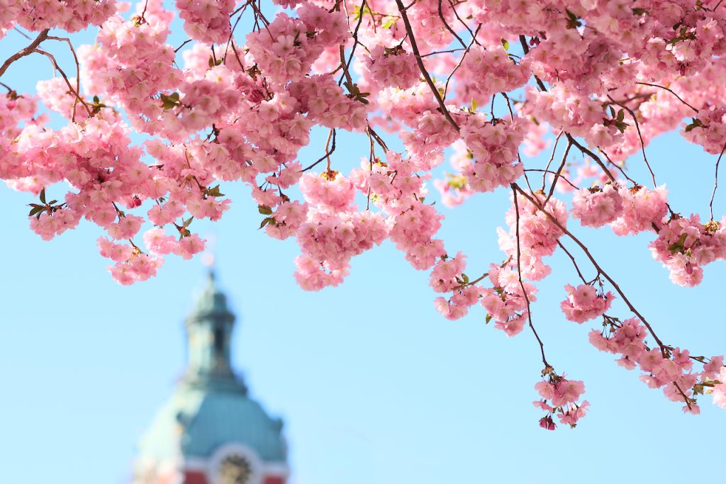 Close-up of  a flowering cherry tree branches