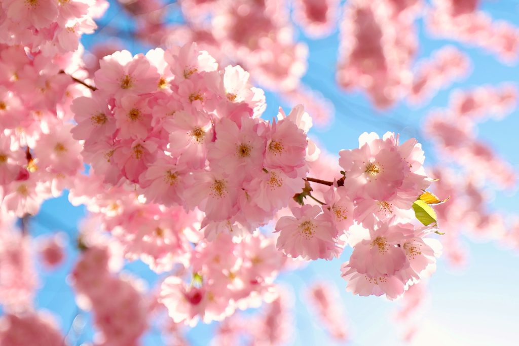 Close-up of  a flowering cherry tree branch