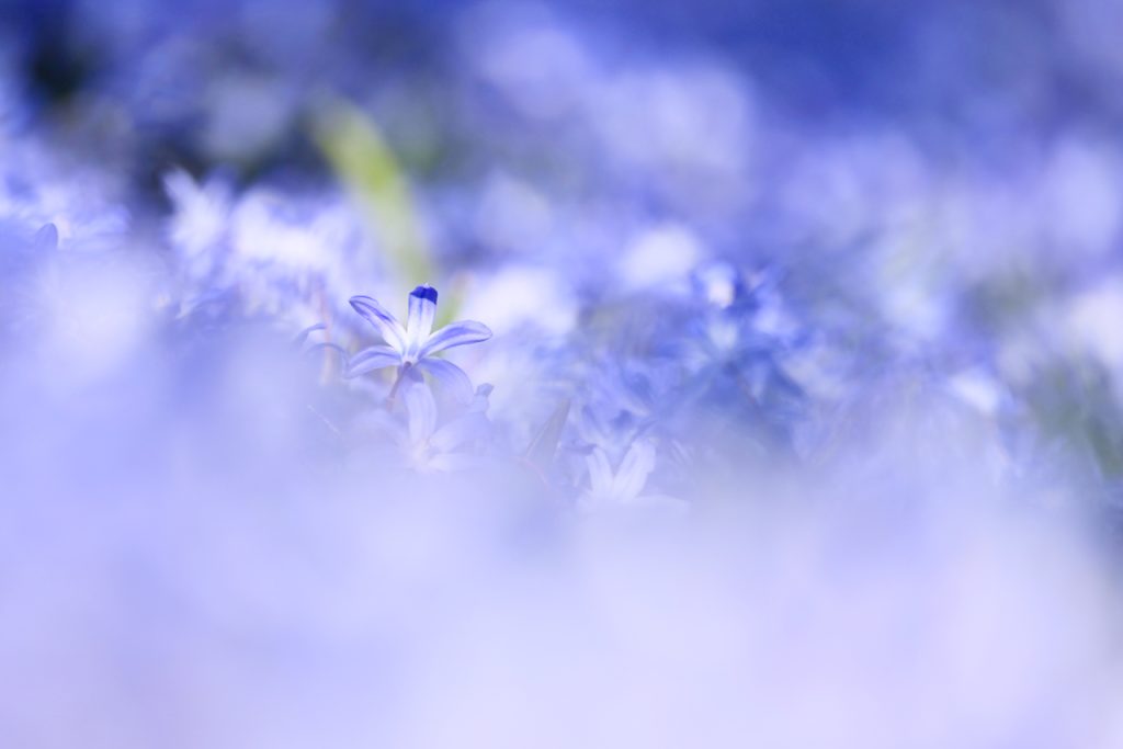 Low angle close-up of blooming glory of the snow