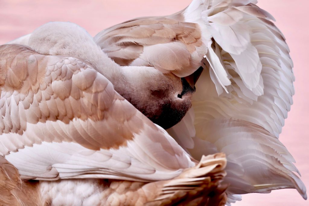 Close up of a mute swan cygnet (Cygnus olor) cleaning its feathers. 