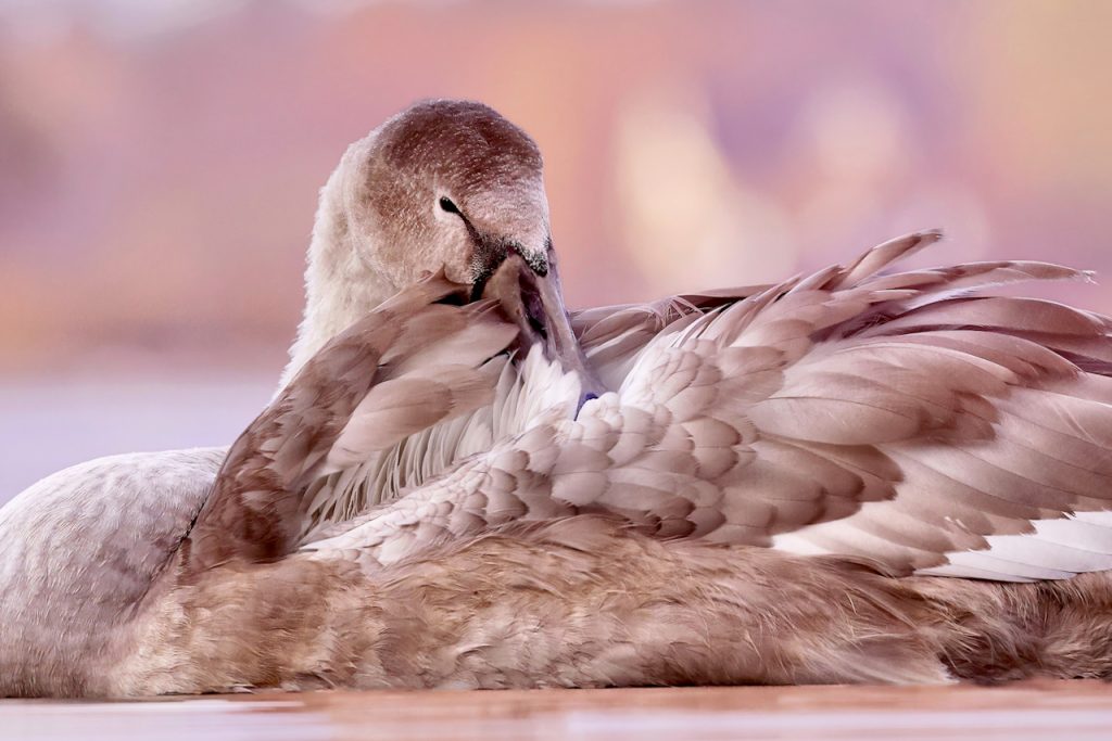 Close up of a mute swan cygnet (Cygnus olor) cleaning its feathers. 