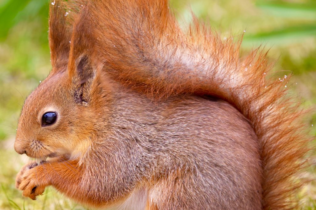 Close-up of a red squirrel (Sciurus vulgaris)