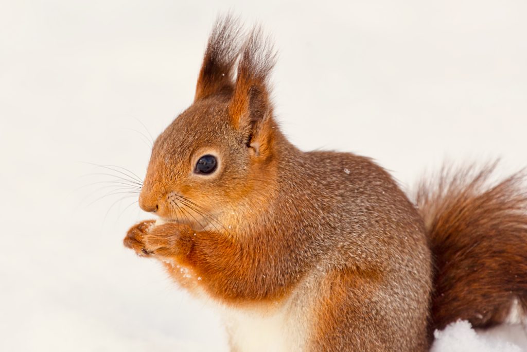 Close-up of a red squirrel (Sciurus vulgaris)