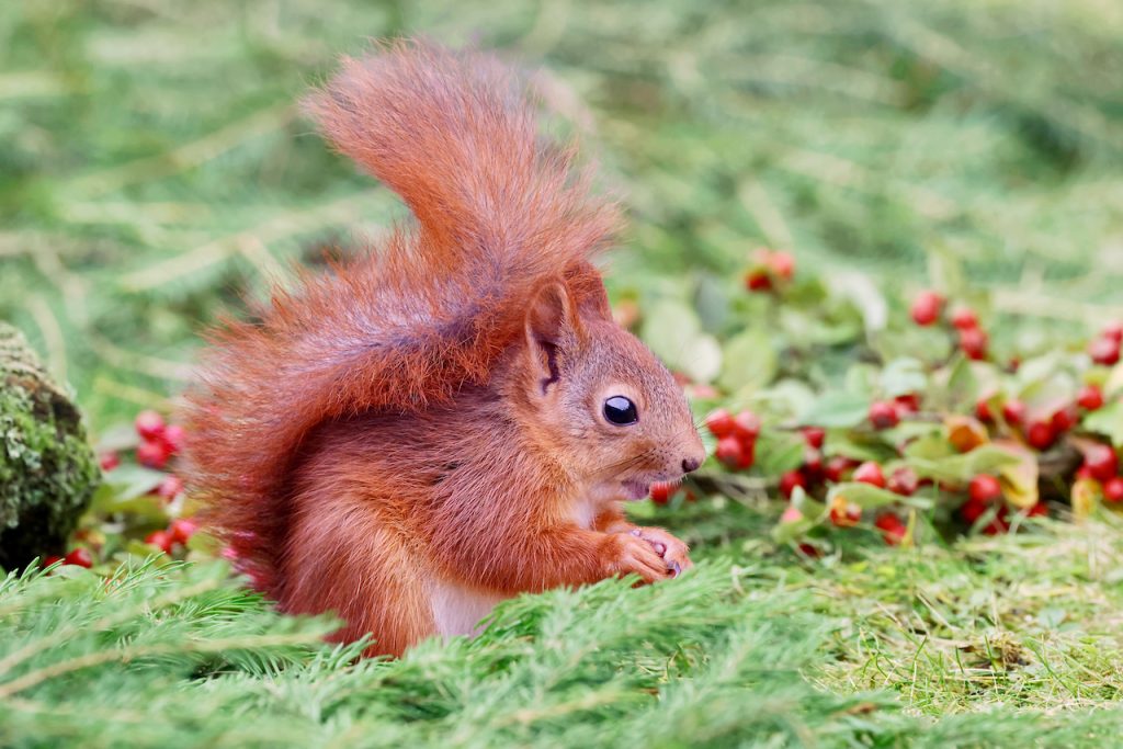 A young red squirrel (Sciurus vulgaris)