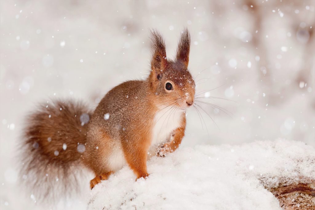 Red squirrel in the snow