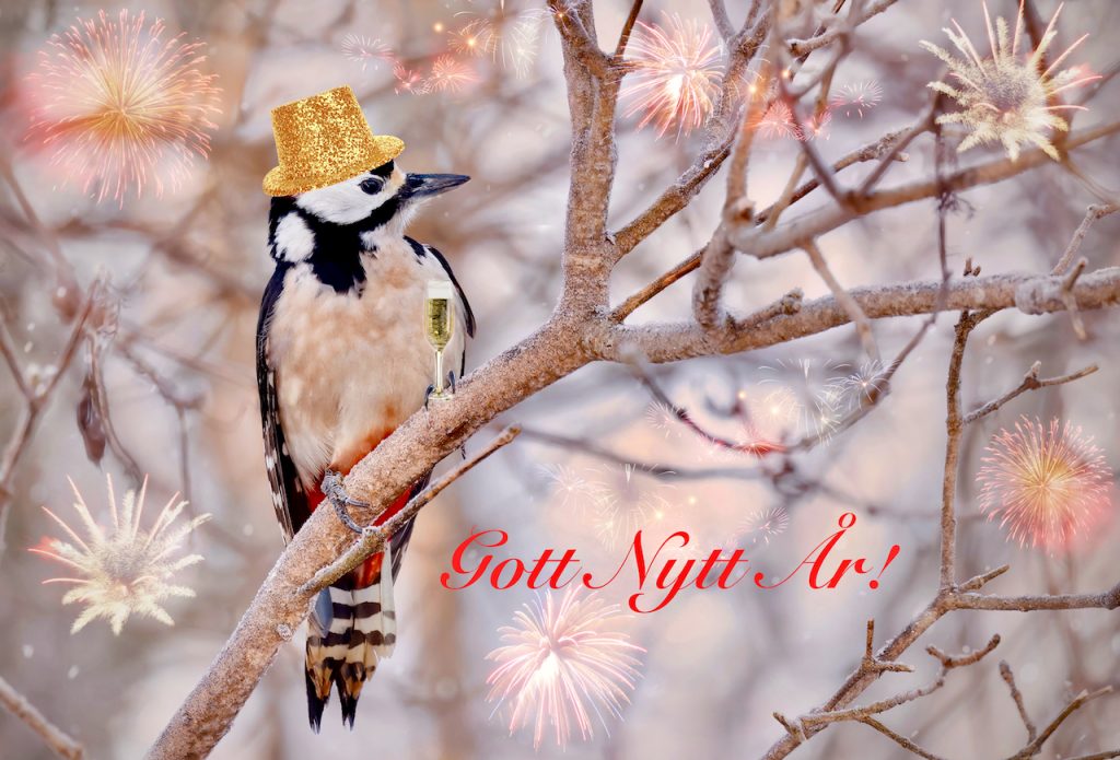 Great spotted woodpecker (Dendrocopos major) wearing a golden party hat and holding a champagne glass.
