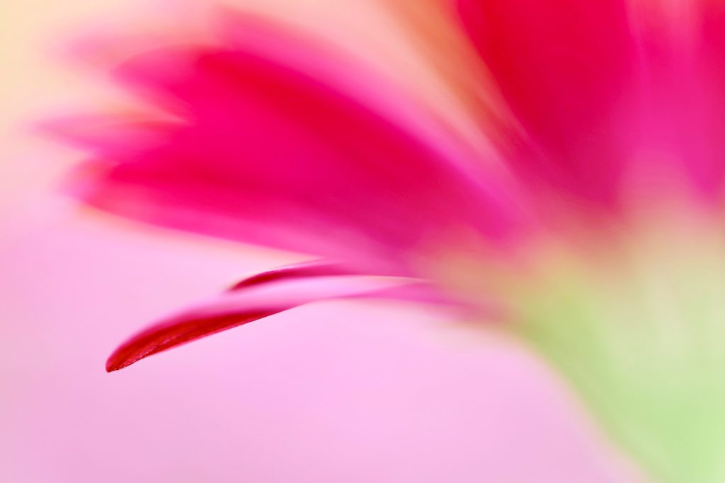 Close up of a pink African Daisy (Osteospermum)