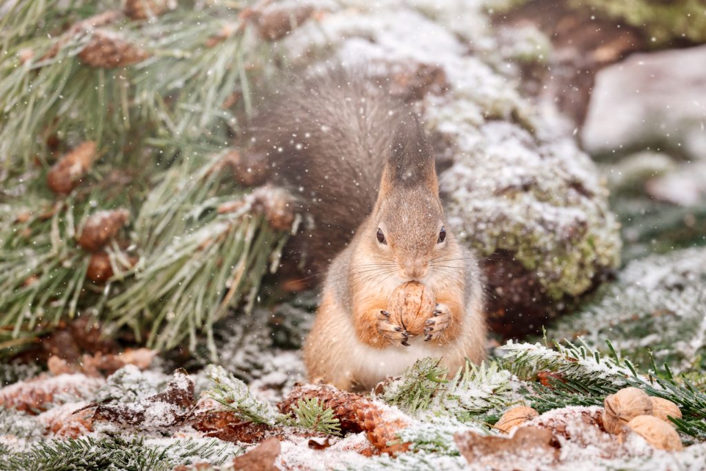 A red squirrel holding a walnut.