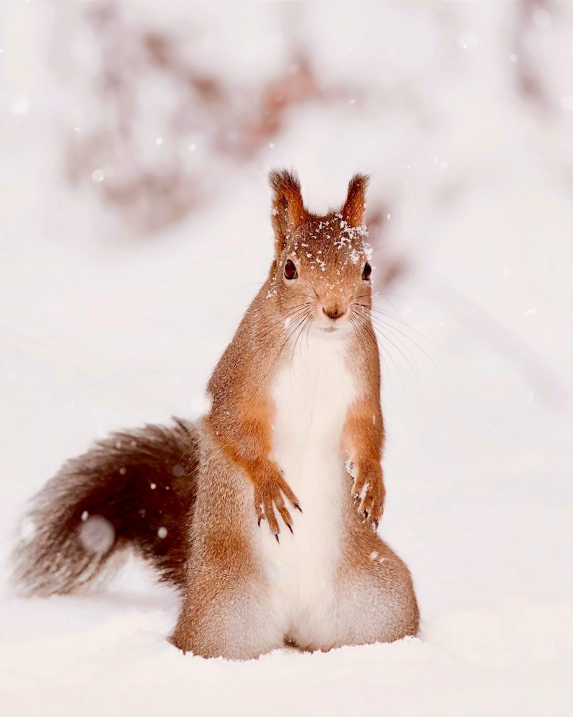 A red squirrel standing in the snow
