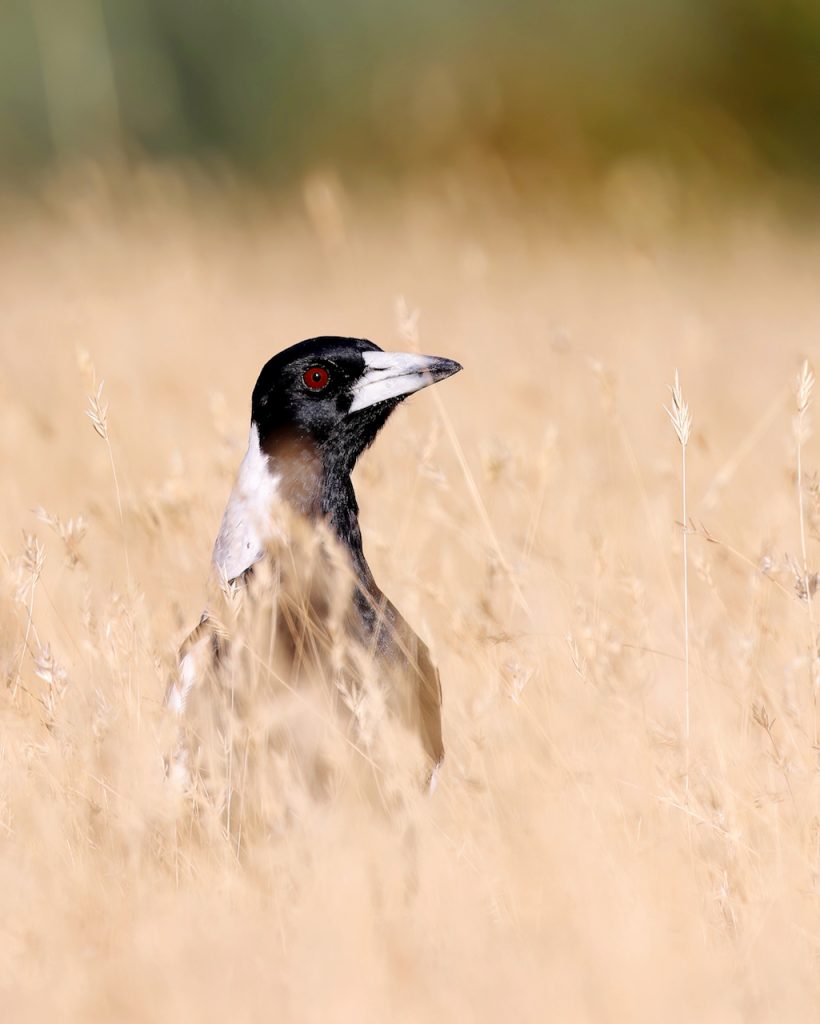 Portrait of an Australia magpie in the grass