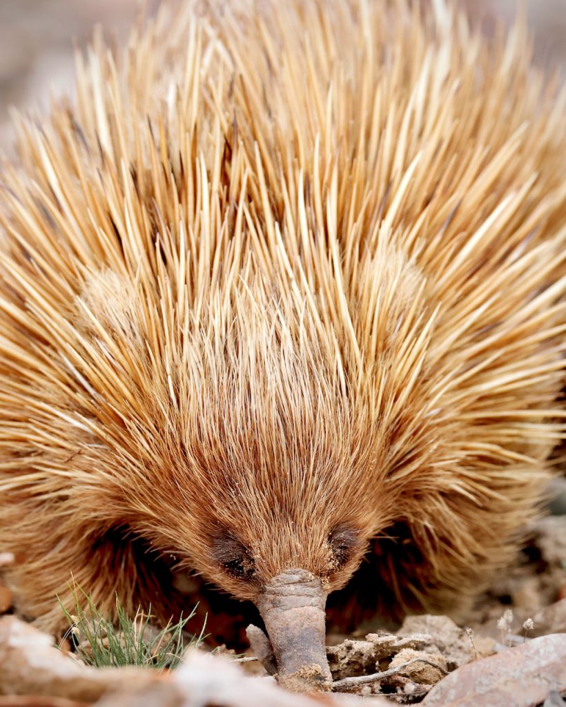 Close up of a short-beaked echidna