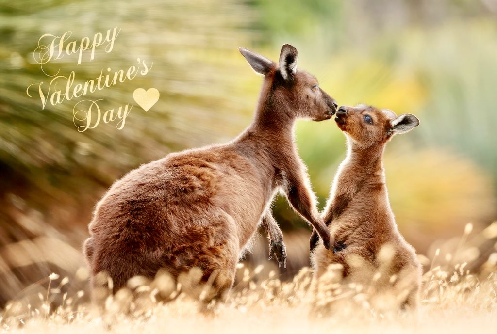 Two Kangaroo Island kangaroos holding paws.