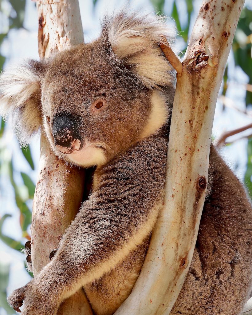 A close up of a koala in a tree