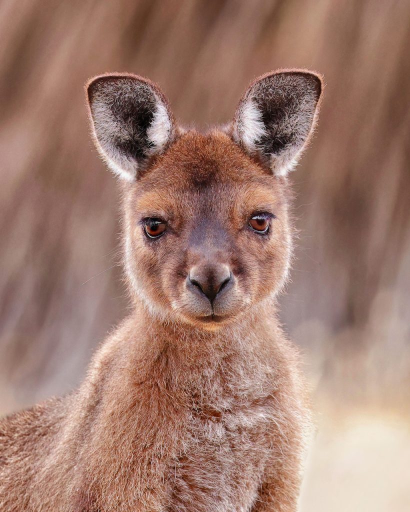 Close up of a Kangaroo island kangaroo female