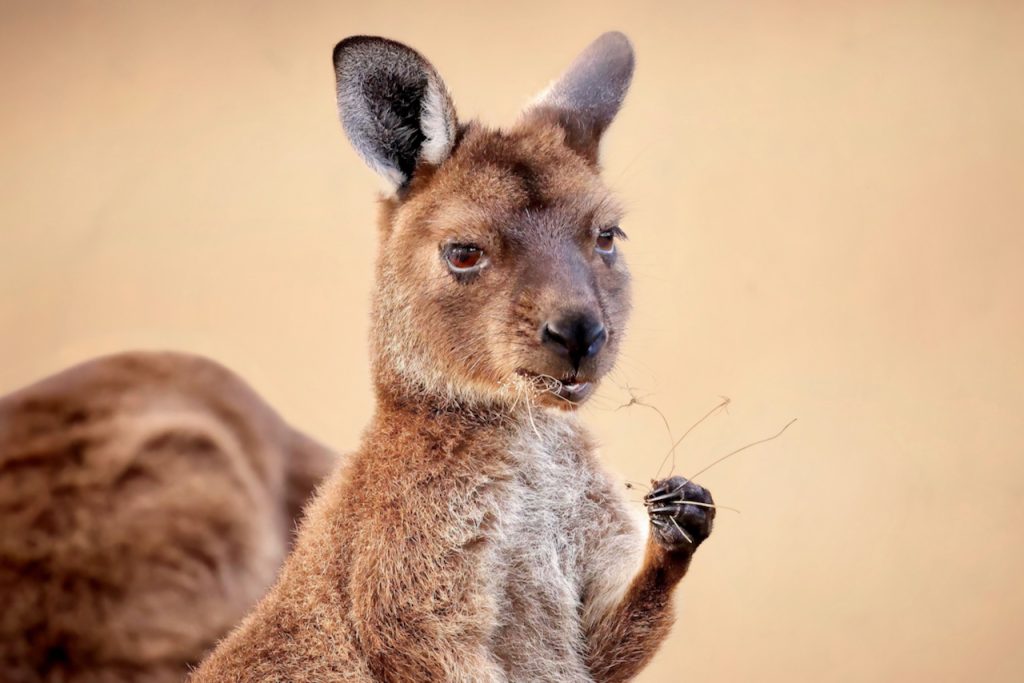 Portrait of a Kangaroo Island kangaroo young demale