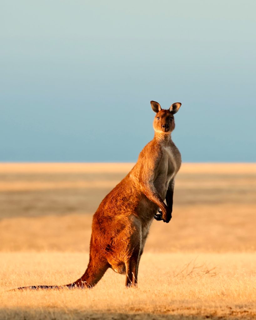 Standing Kangaroo Island kangaroo male (Macropus fuliginosus fuliginosus)