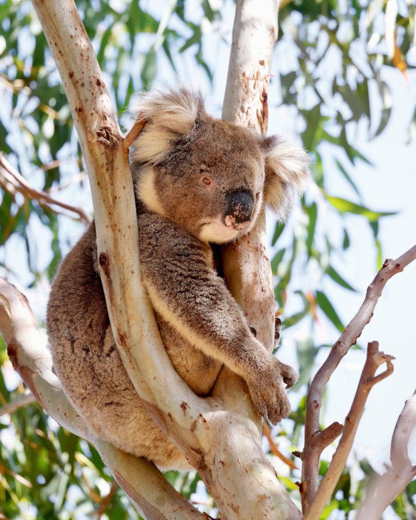 A koala (Phascolarctos cinereus) sitting in a tree