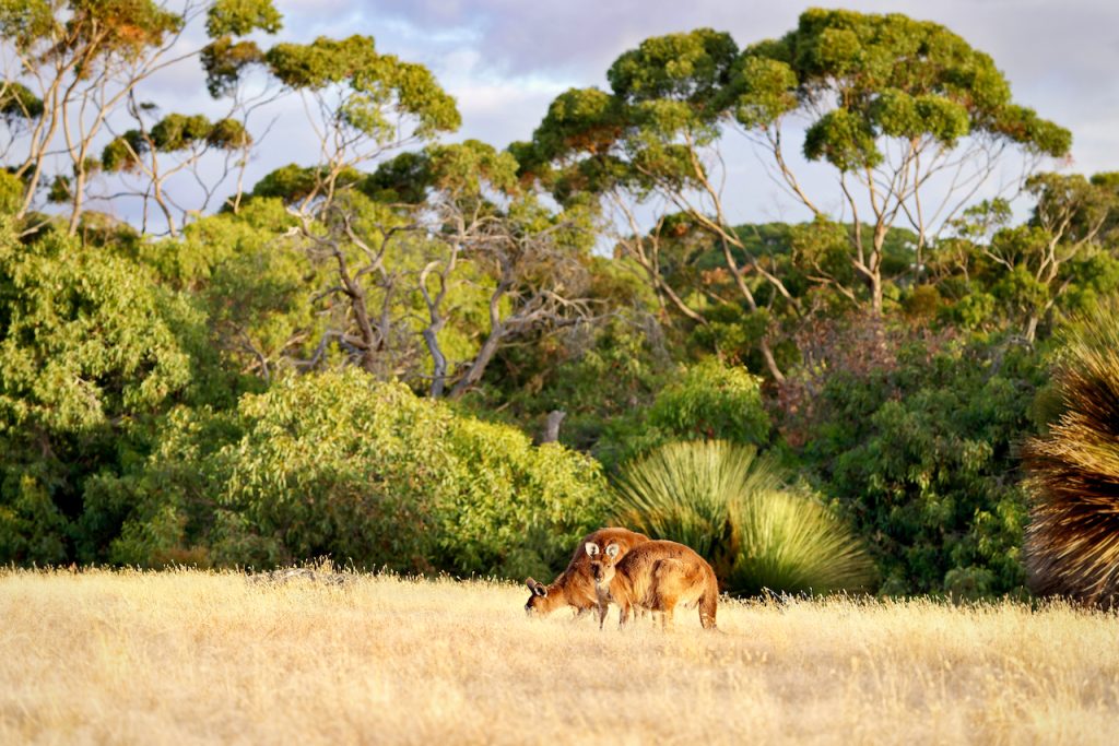 Two kangaroos on a field, Kangaroo Island