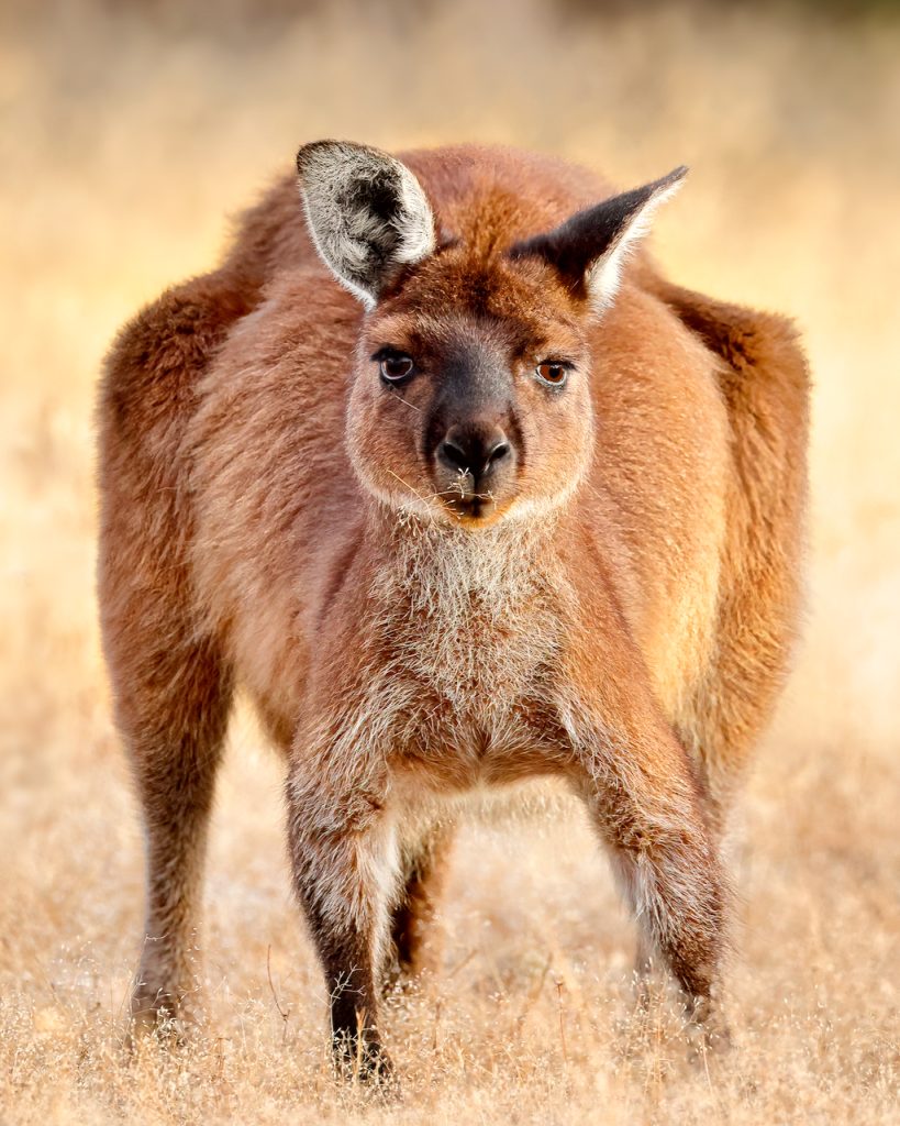 A female Kangaroo Island Kangaroo