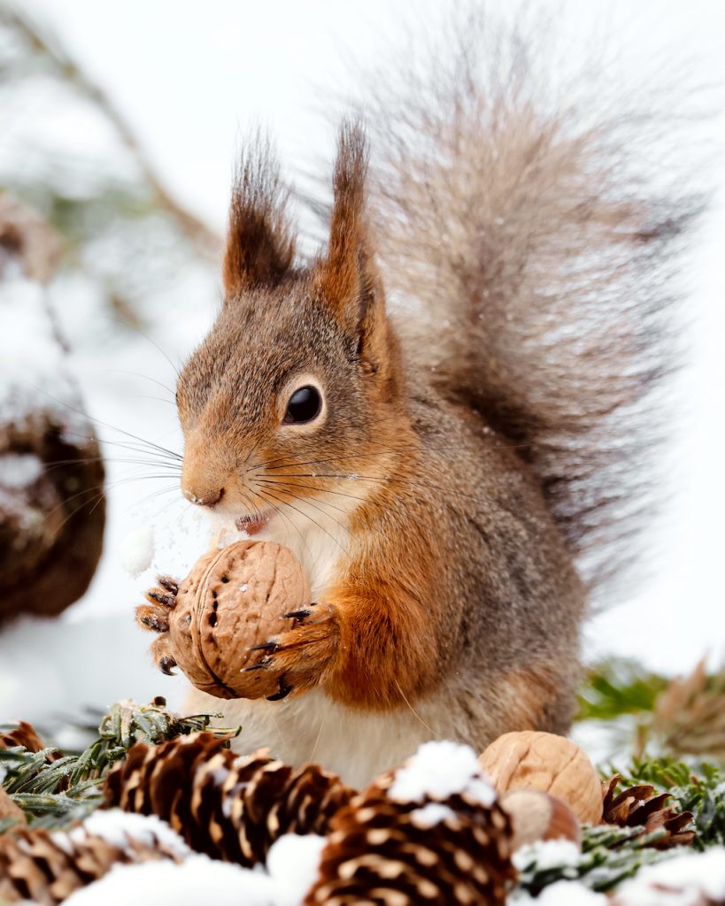 A red squirrel holding a walnut