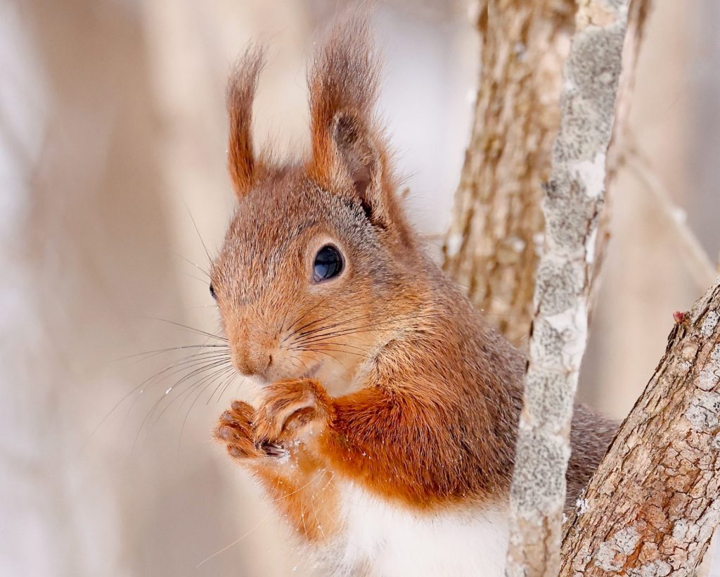 Close up of a red squirrel eating