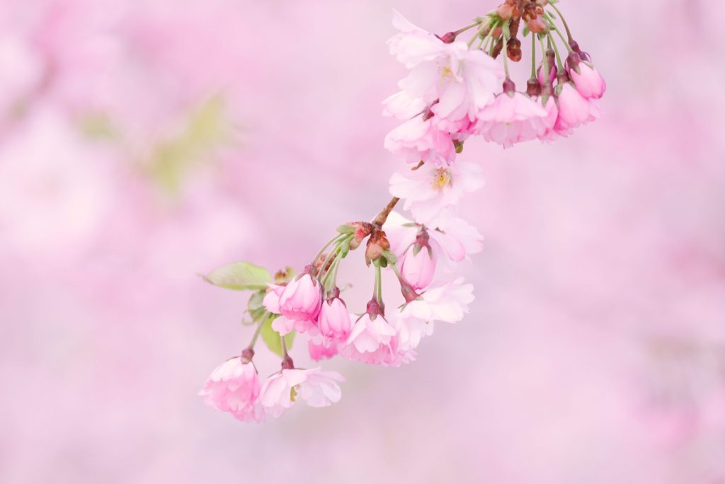 Close up of a branch of cherry tree flowers