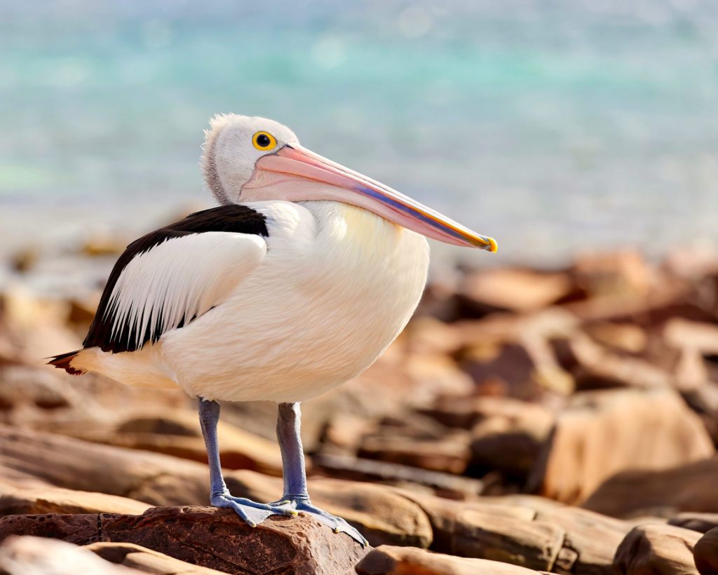 An Australian pelican