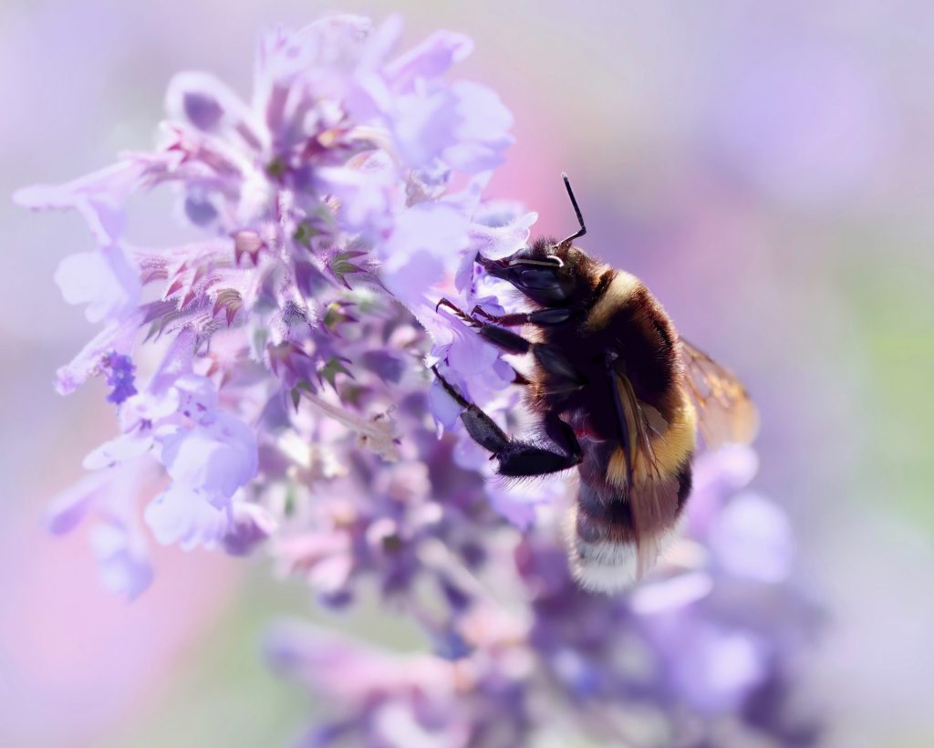 A bumblebee on a purple flower