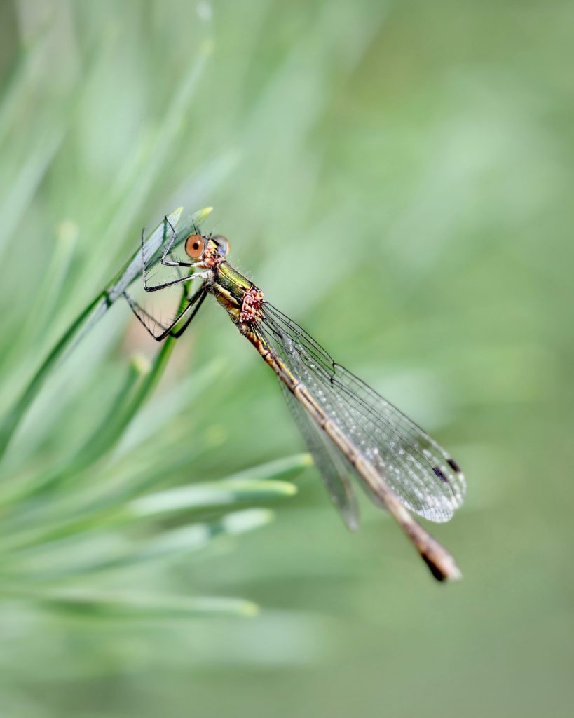 A western willow spreadwing sunning itself on a pine twig.