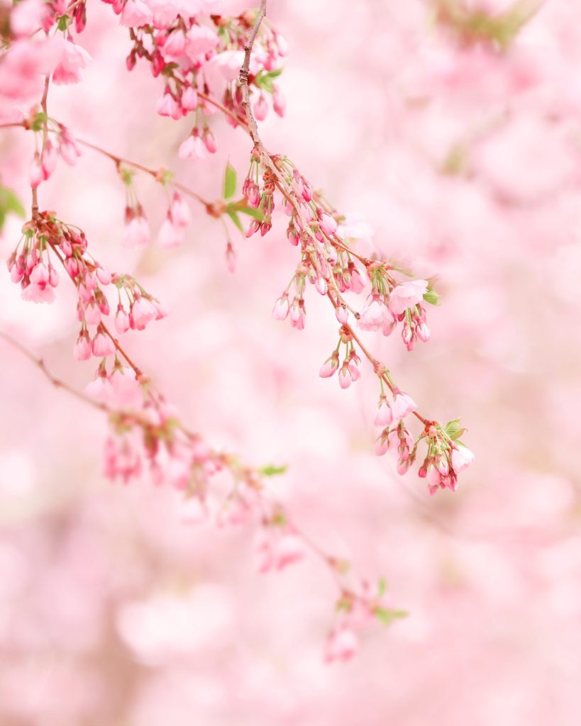 Close-up of cherry tree blossom