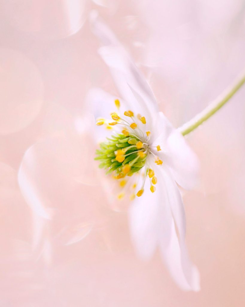 Close-up of wood anemone