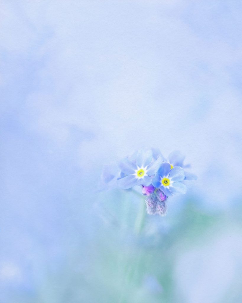 Close-up of forget-me-not flowers