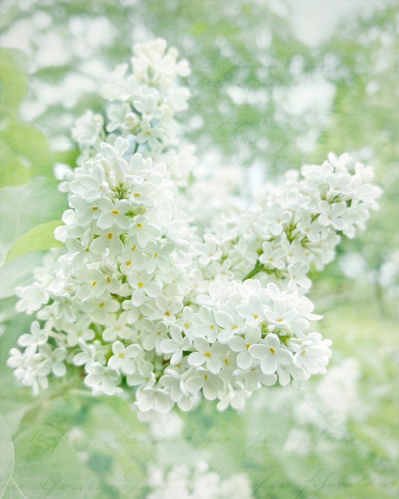 Close up of white lilac