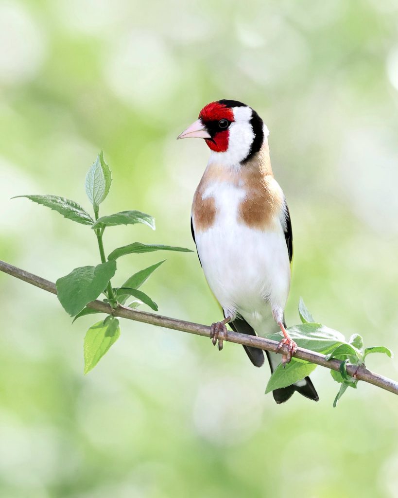 A goldfinch standing on a branch