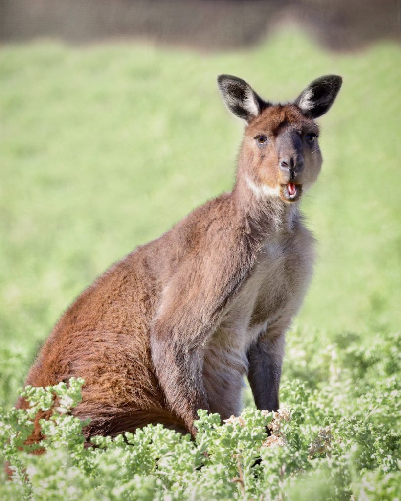 Portrait of a Kangaroo Island kangaroo (Macropus fuliginosus fuliginosus)  standing in a green field