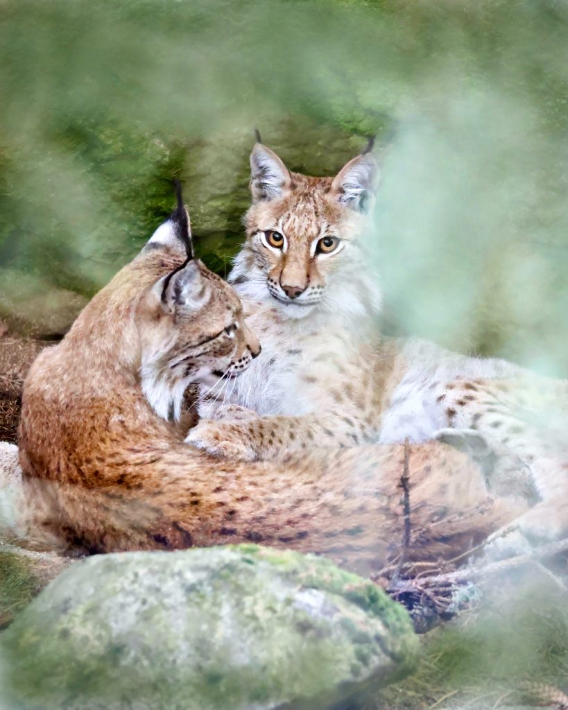 Two Eurasian lynxes (Lynx lynx) laying together