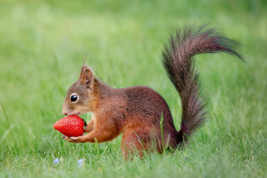 Red squirrel holding a strawberry