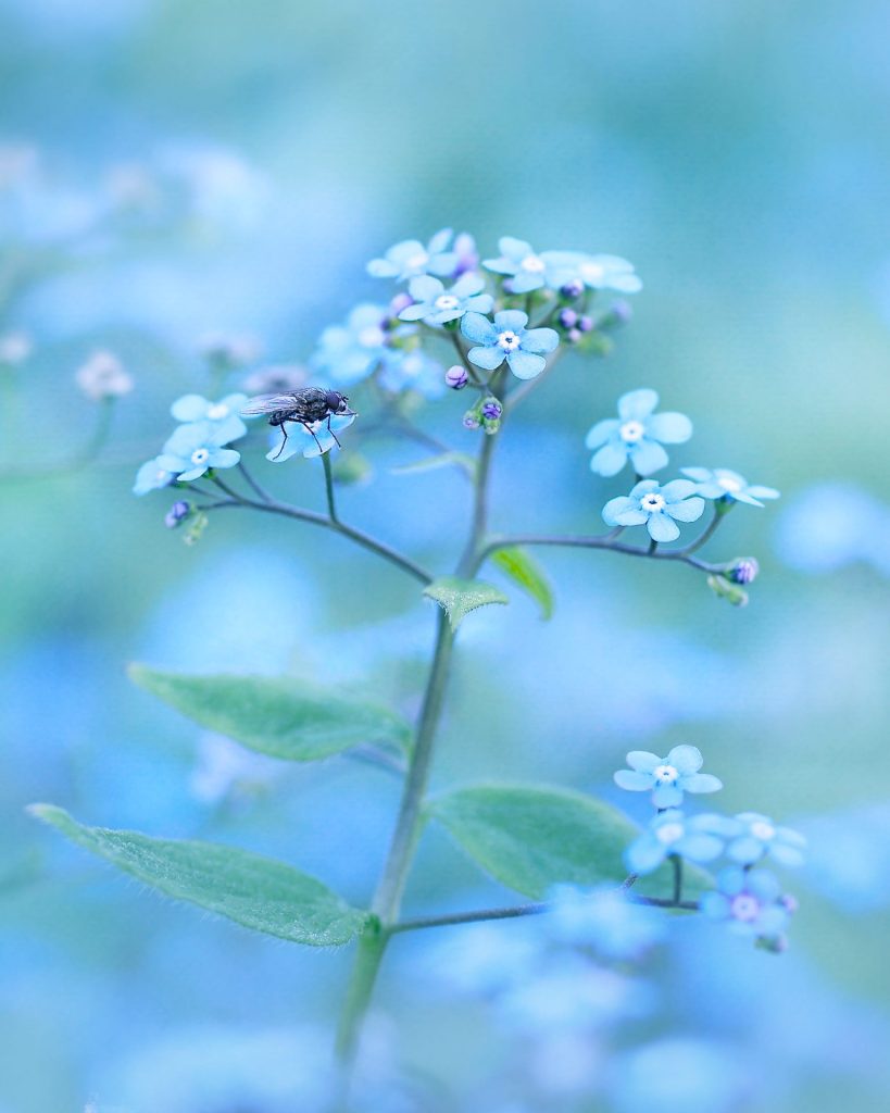 Close-up of a blue forget-me-not flower