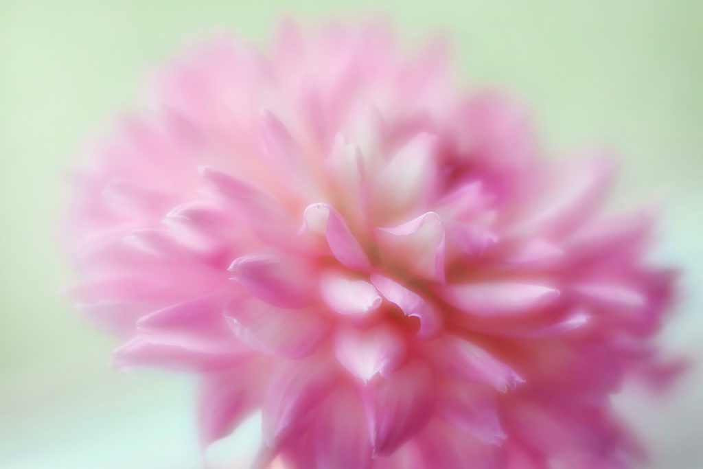 Close-up of a pink dahlia