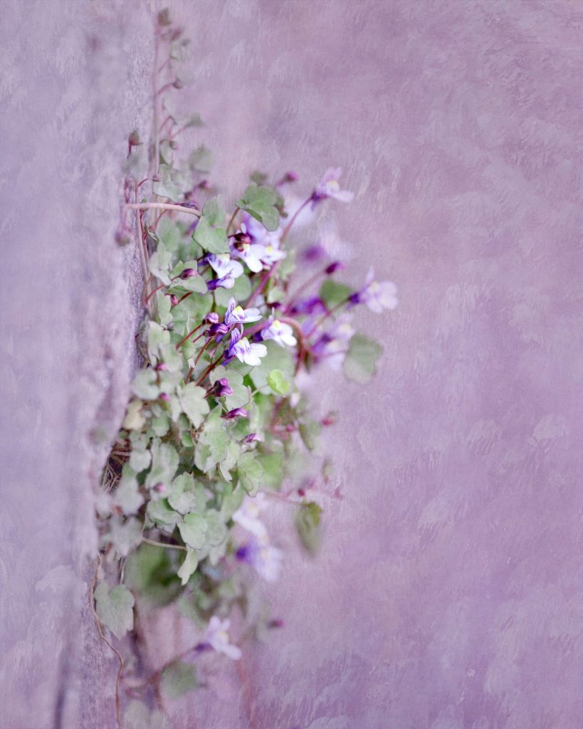 Close-up of ivy-leaved toadflax (Cymbalaria muralis)