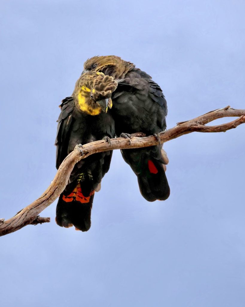 A portrait of a pair of Kangaroo Island Glossy Black-Cockatoos (Calyptorhynchus lathami halmaturinus) 