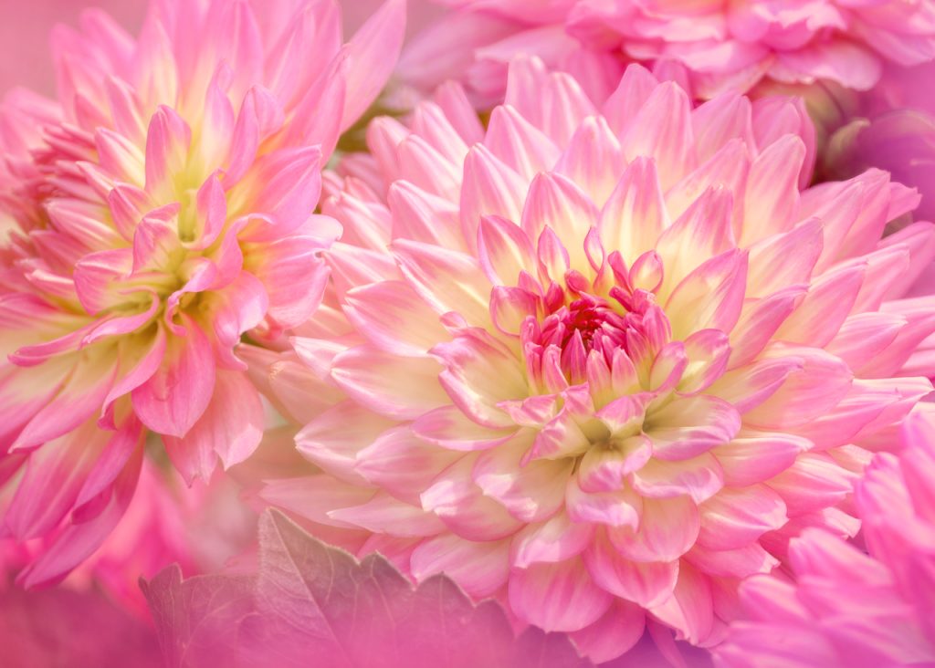 Close-up of two pink dahlias