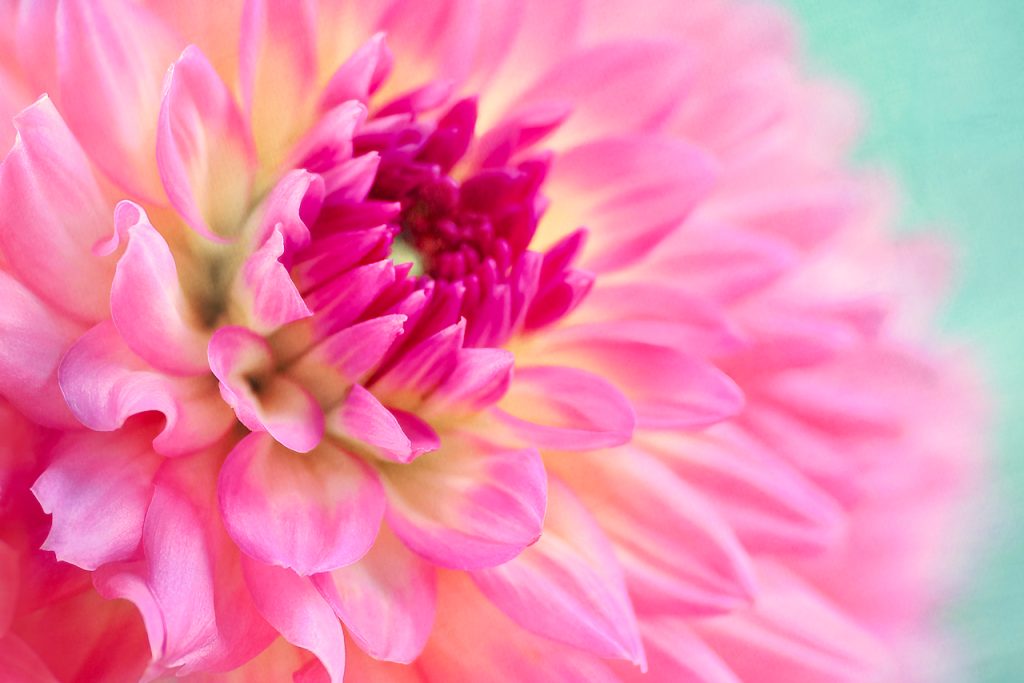 Close-up of a pink dahlia