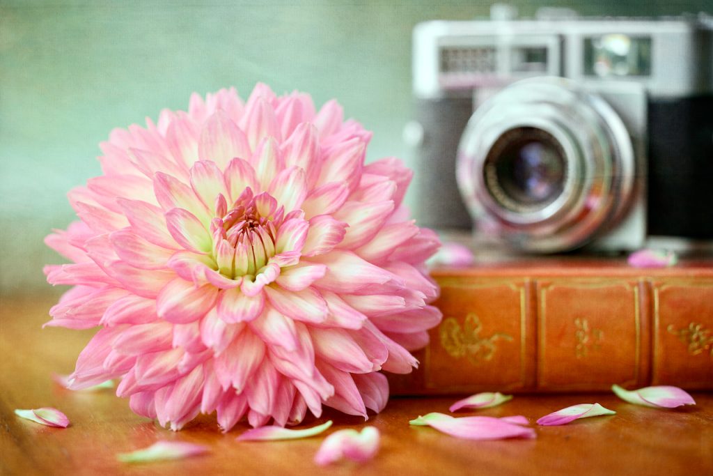 Still-life with pink dahlia, vintage camera and vintage books