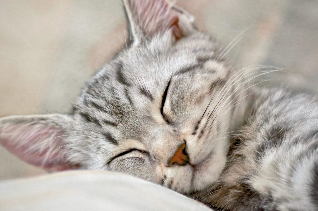 Close-up of a sleeping tabby kitten