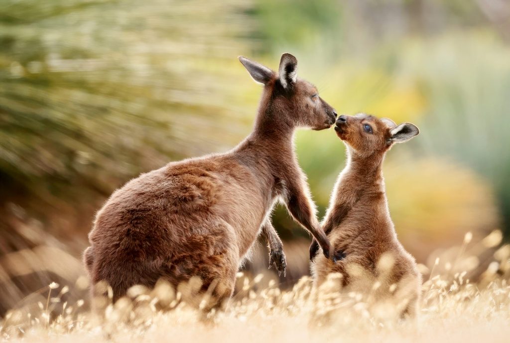 Kangaroo Island kangaroos holding hands