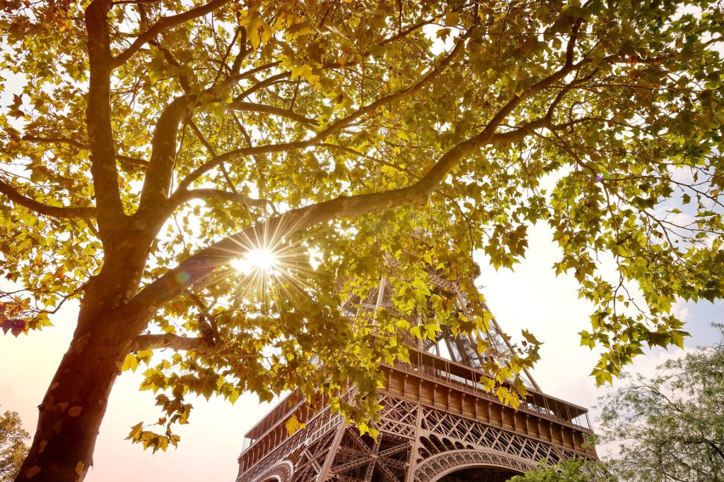 The  Eiffel Tower in Paris viewed through the crown of a tree