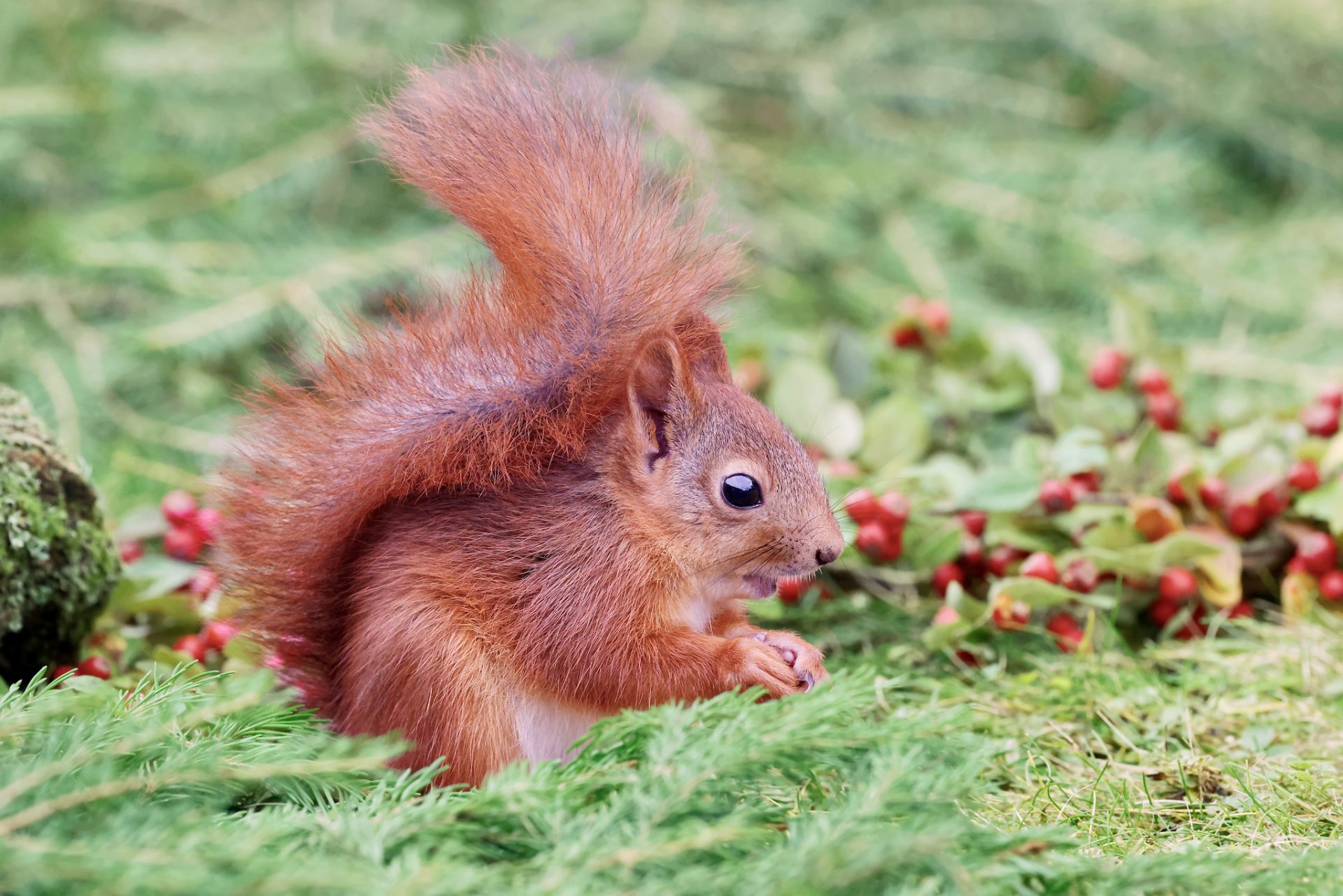 A young red squirrel