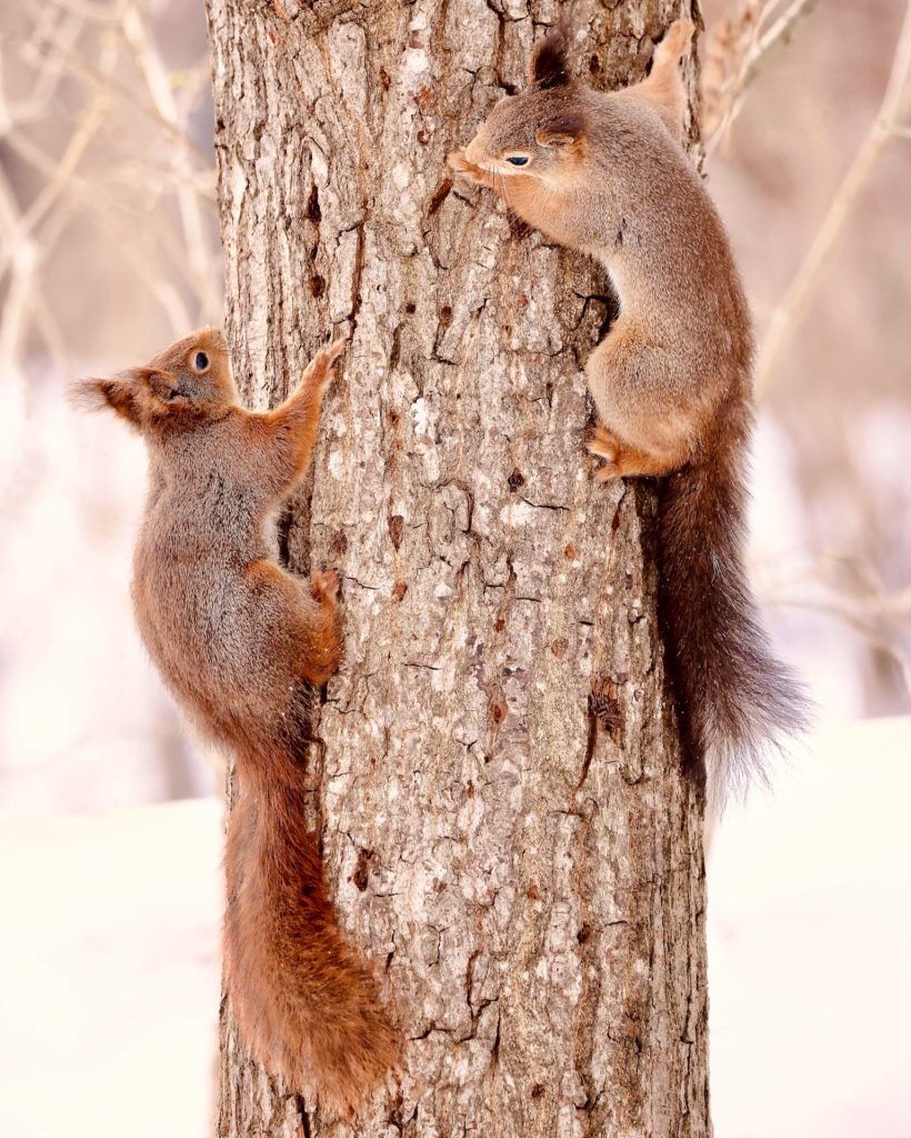 Red squirrels on the trunk of an oak tree