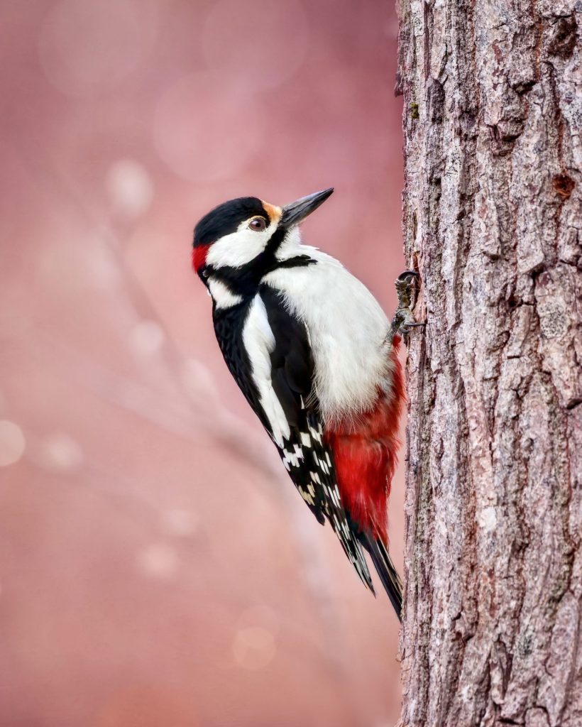 Woodpecker on an oak tree